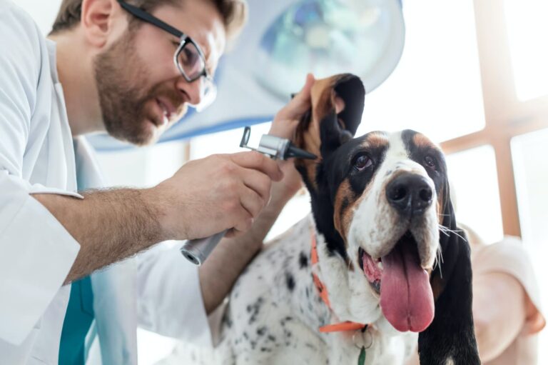 Veterinarian checking a dog for ear mites