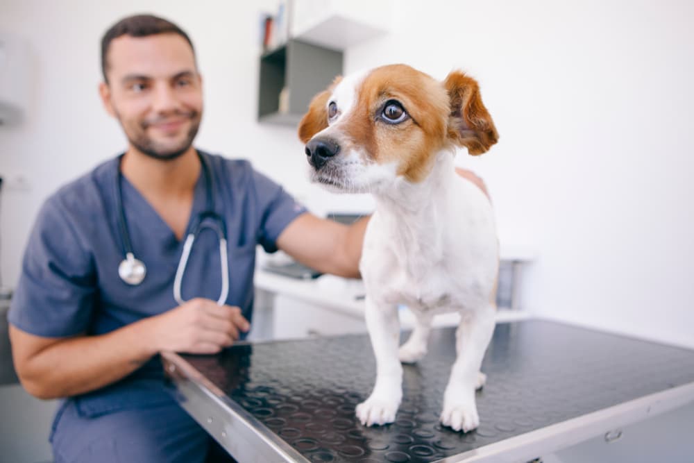Dog at veterinarian for liver disease