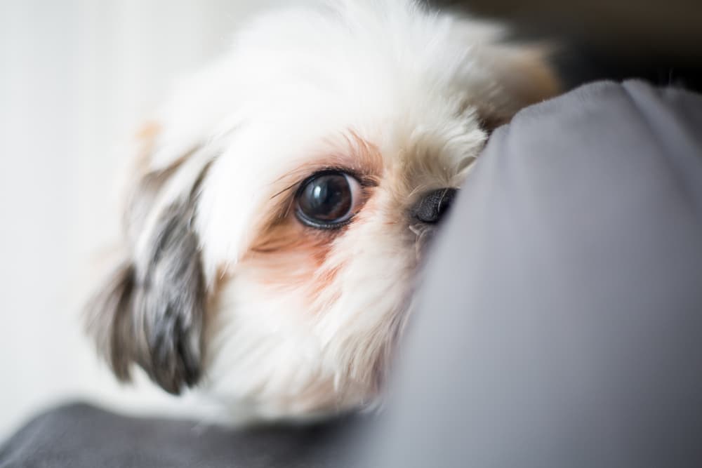 Treating dog liver disease