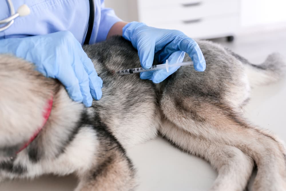 Vaccines to prevent liver disease