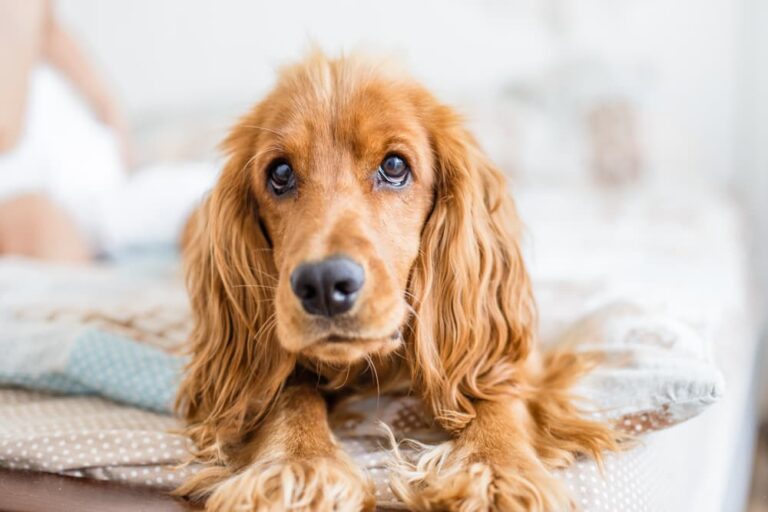 Dog with liver disease