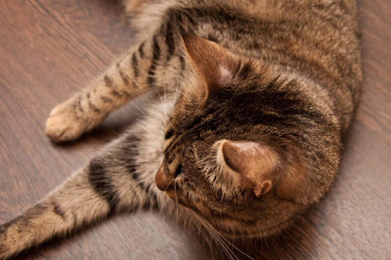 cat with ringworm