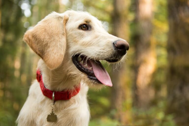 Dog in the woods