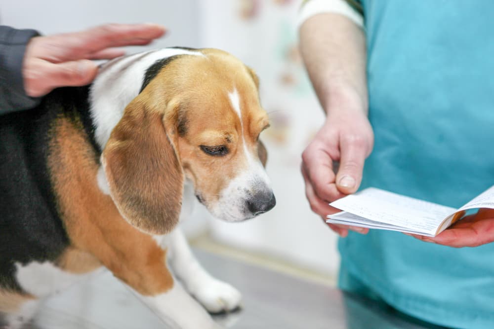 Dog showing symptoms of Rocky Mountain Spotted Fever