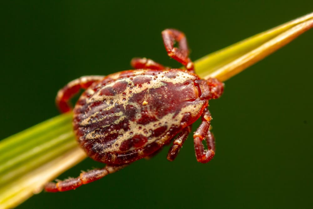 Wood tick on a blade of grass