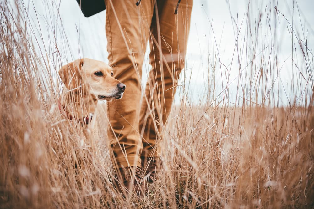 Causes of Rocky Mountain Spotted Fever in dogs
