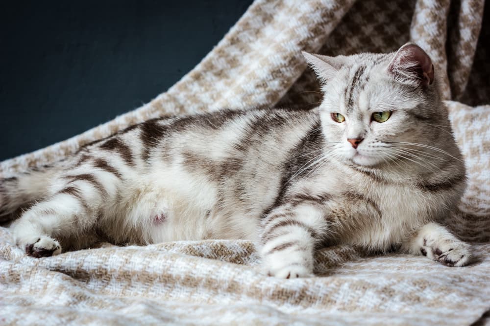 cat pregnancy signs