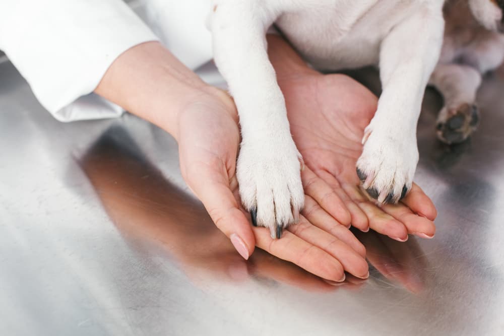 treating-dog-hygroma