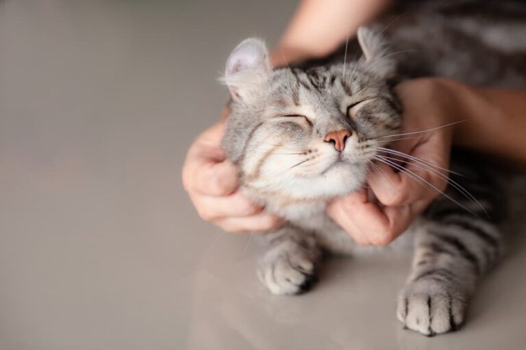 Hyperthyroidism in cats