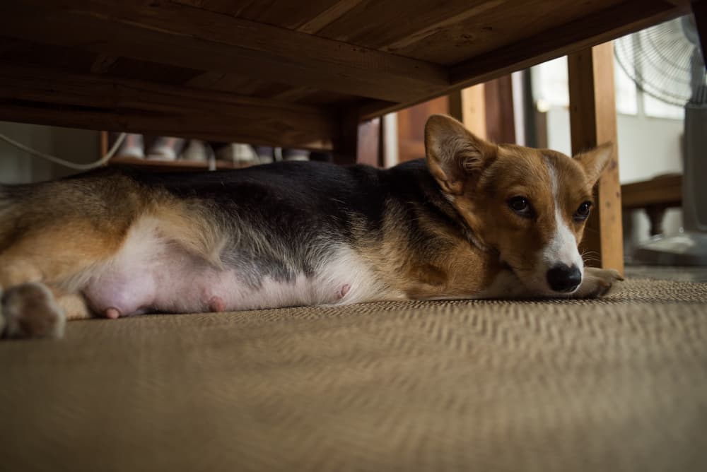 Pregnant dogs may develop mastitis