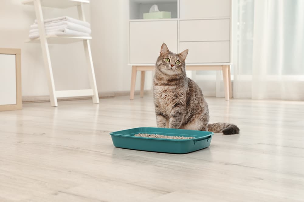 Symptoms of constipation in cats