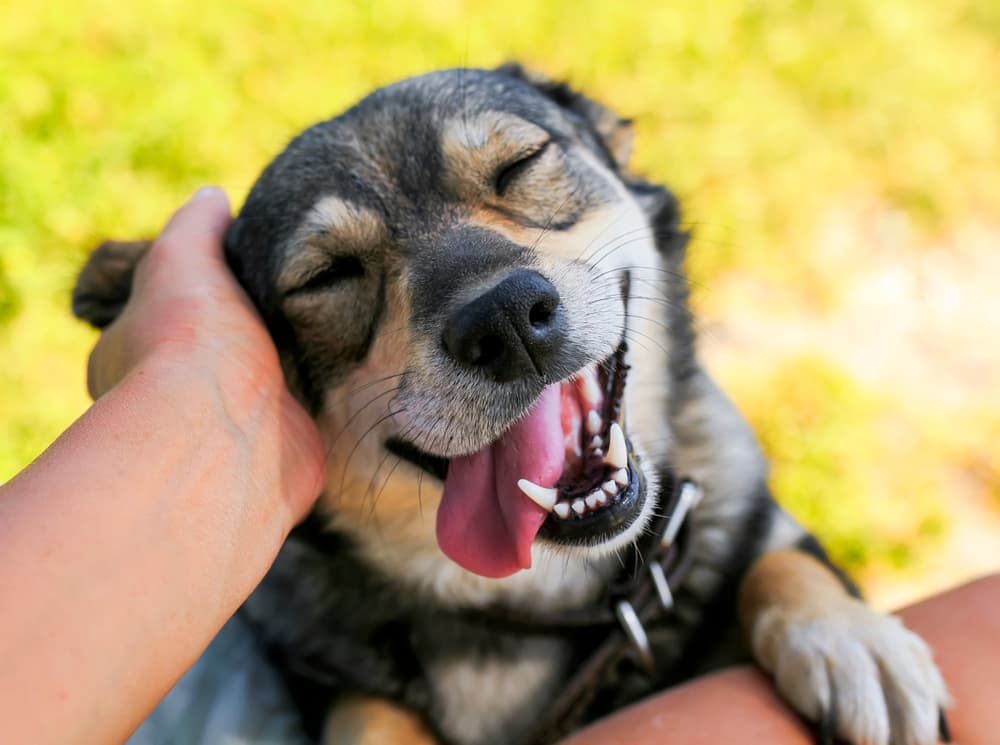 Man petting dog on ear