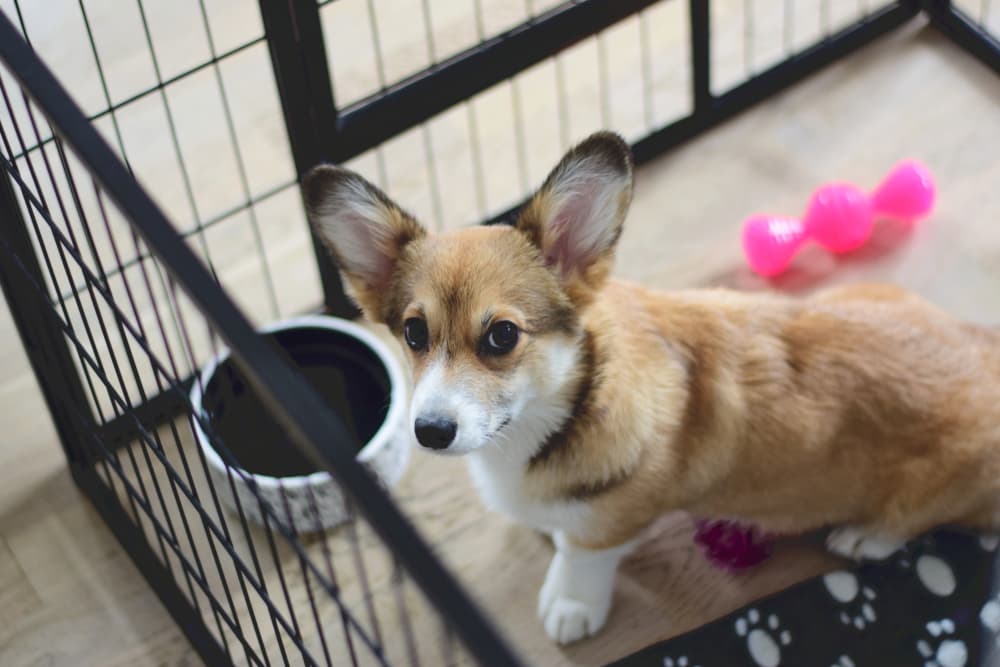 preventing pica in dogs