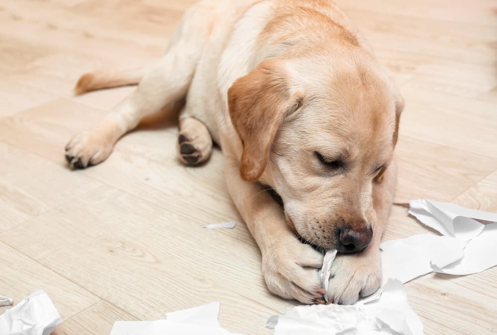 Symptoms of pica in dogs
