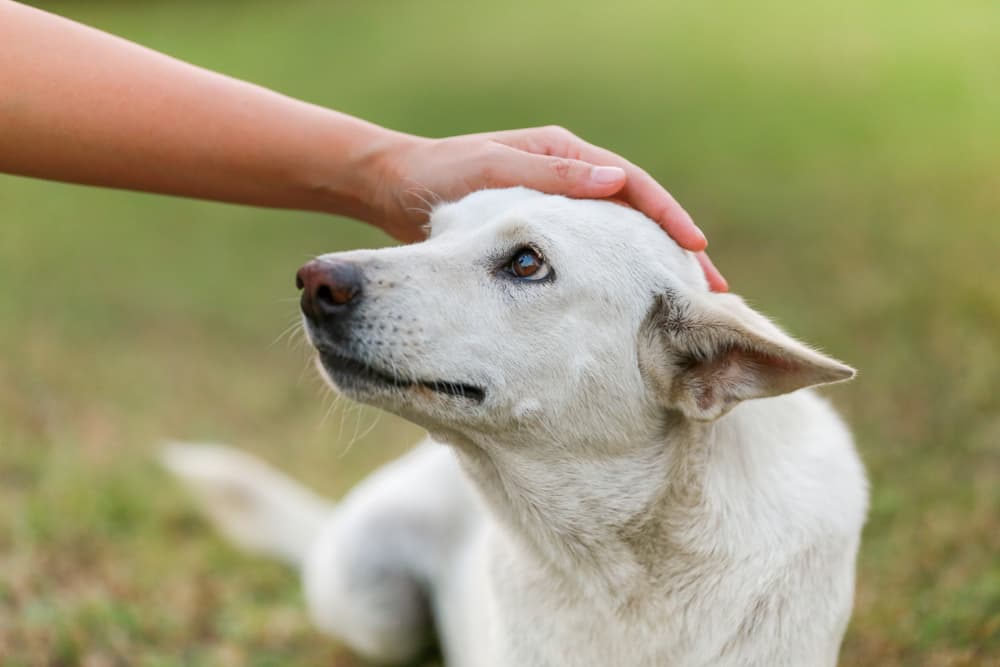 Addison’s Disease in Dogs