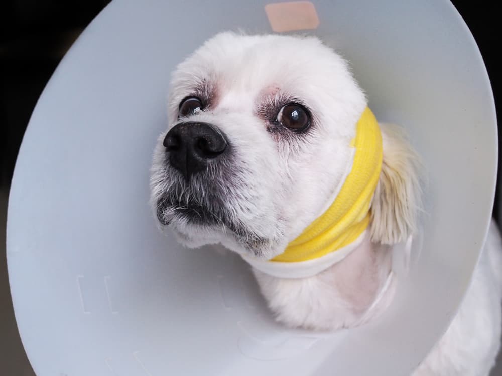 Hematoma treatment may require draining or surgery