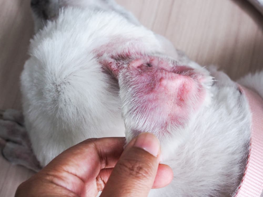 Example of an aural hematoma in a dog's ear.