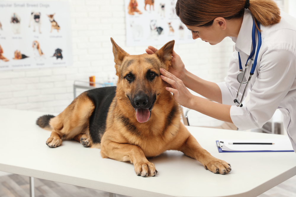 Veterinarian looking at a dog's ear