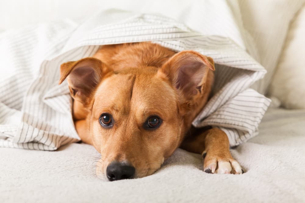Symptoms of dog depression