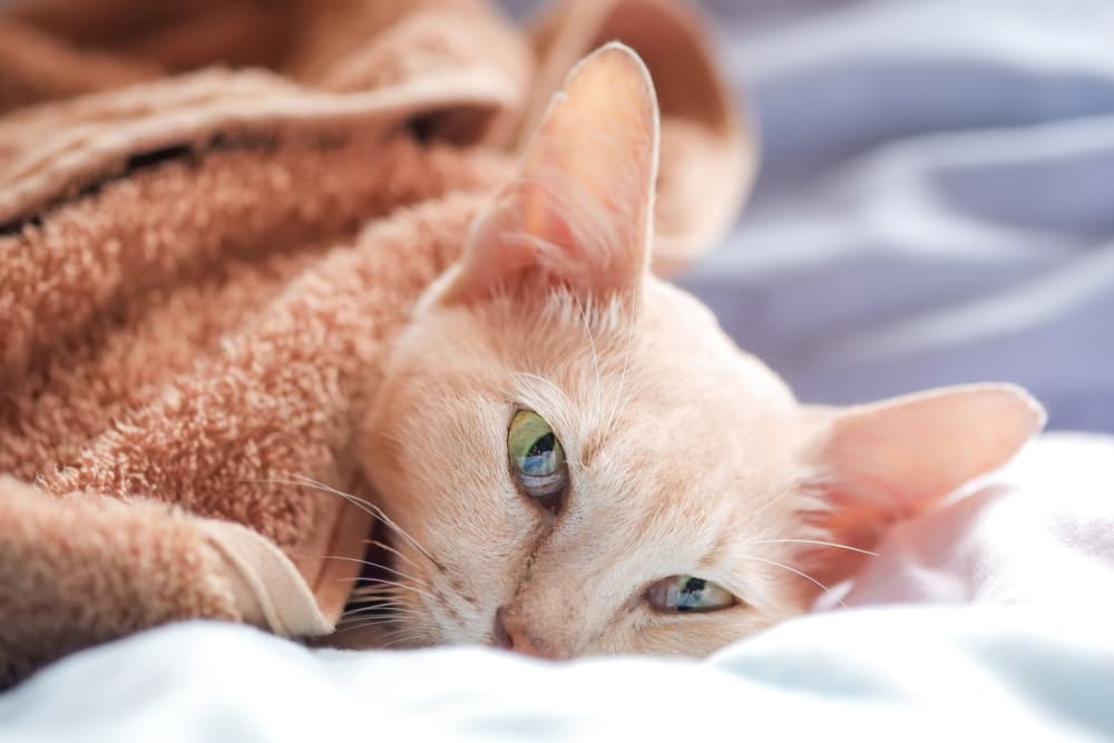 Diabetes in Cats