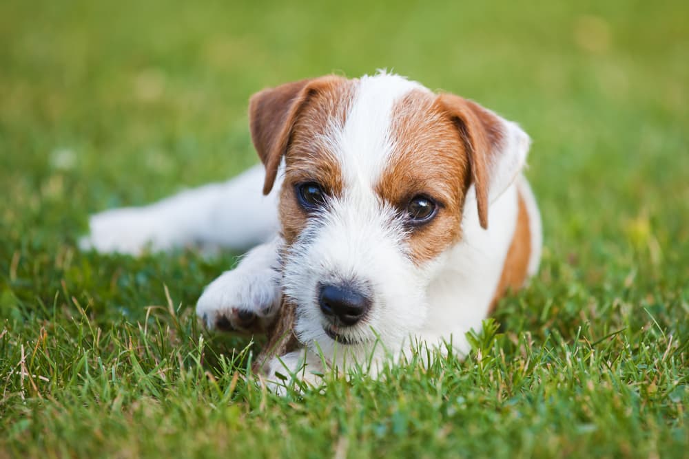 Pica in Dogs