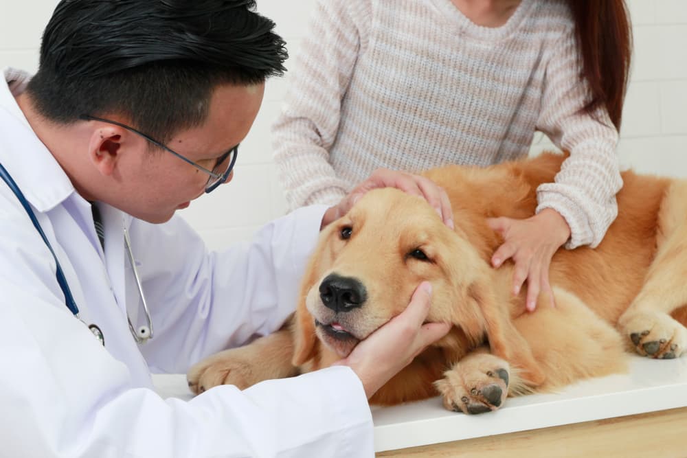 Veterinarian diagnosing pancreatitis in a dog