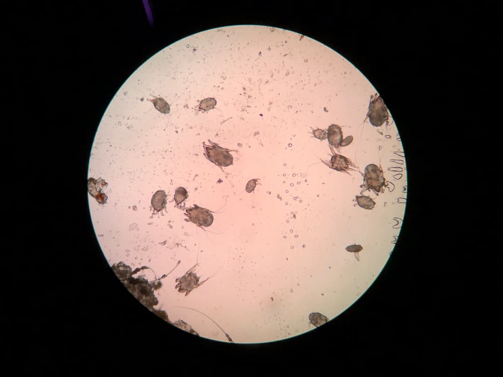 Cat ear mites under the microscope