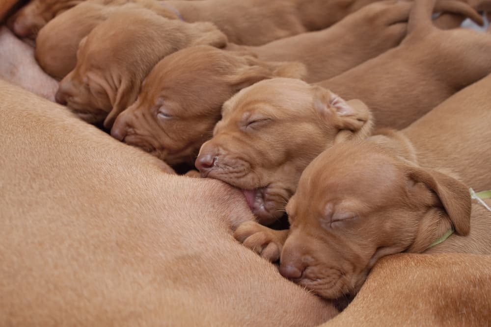 Puppies nursing from dog