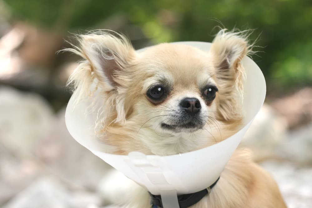 Spaying dogs can prevent mastitis