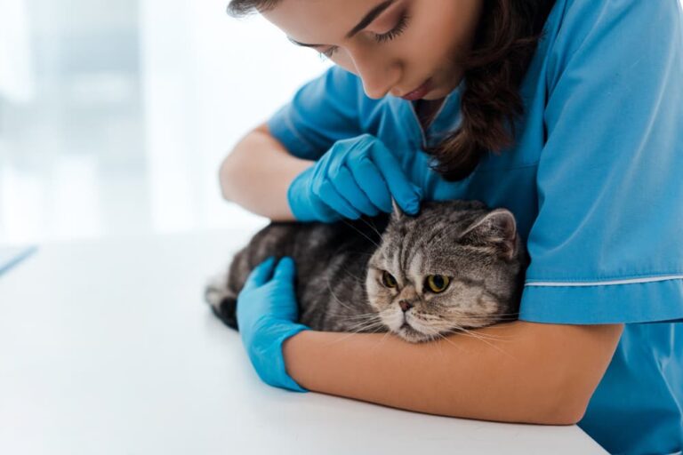 Veterinarian treating cat ear mites