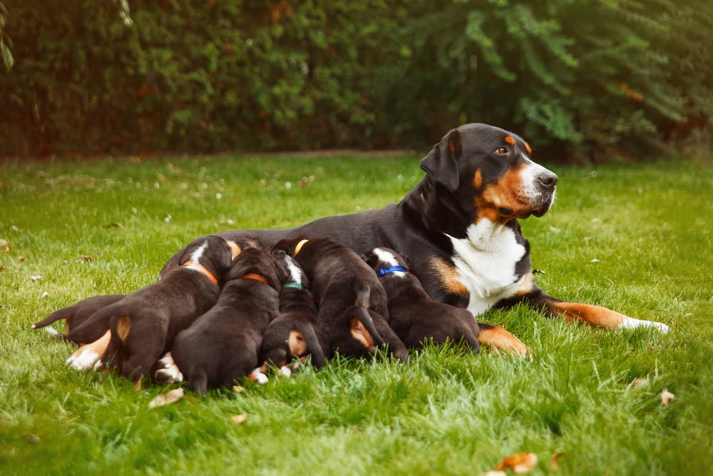 Mastitis in Dogs