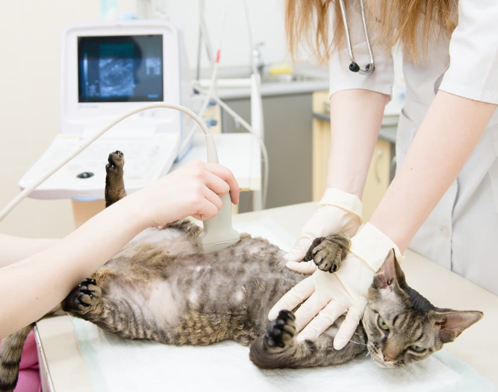 Pregnant cat getting an ultrasound