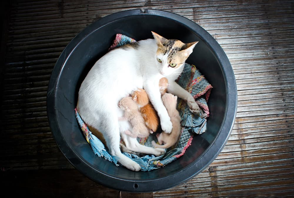 managing pregnancy in cats