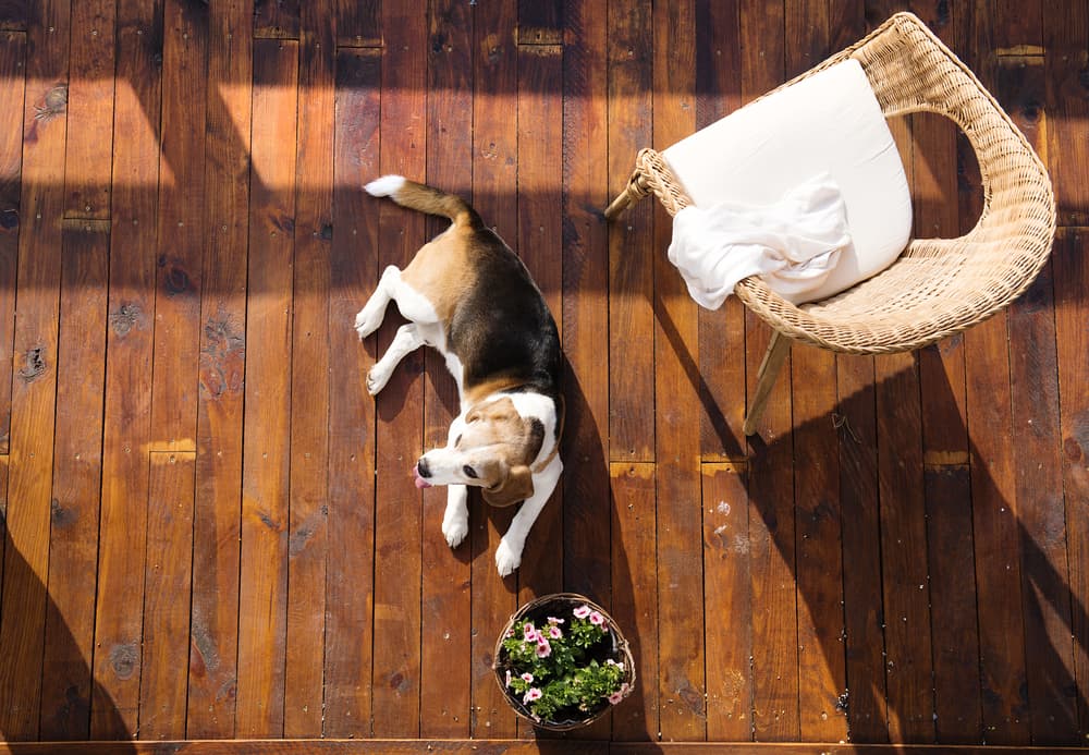 causes of hygromas on dogs