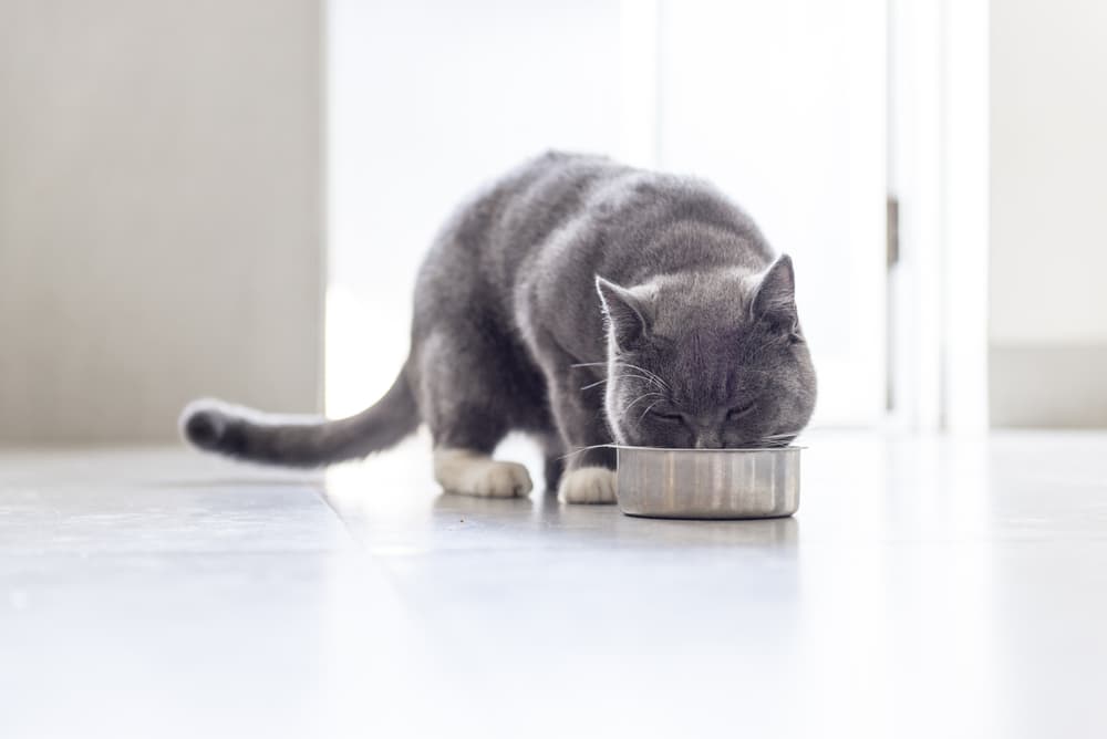 cat food for diabetes