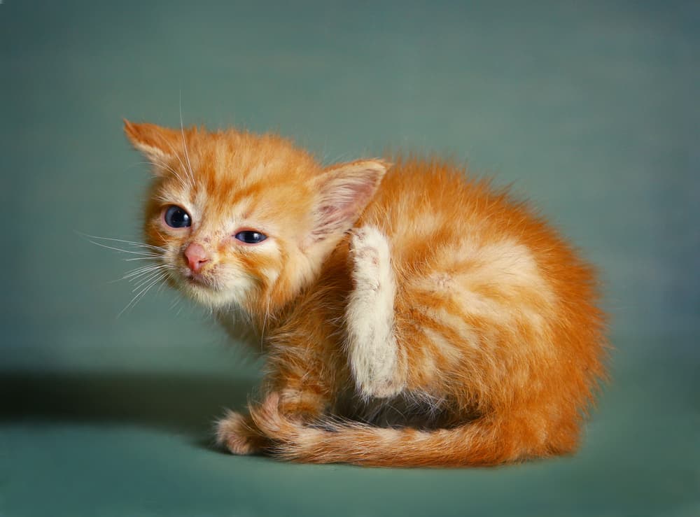 Symptoms of ear mites in cats