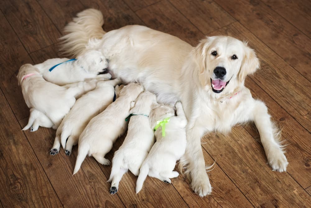 Dog after giving birth to puppies