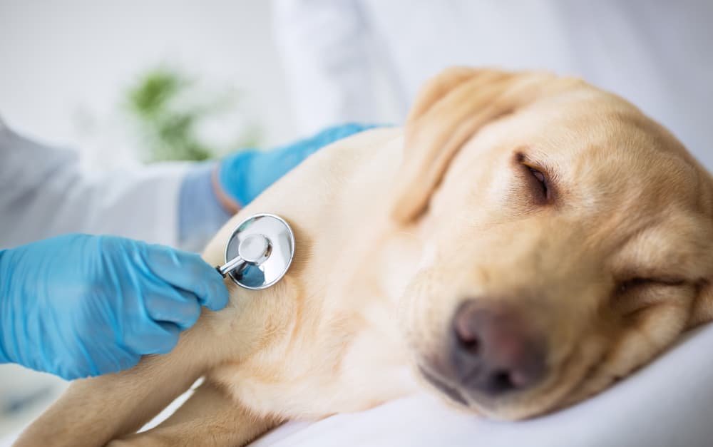 Dog with Addison's disease at the vet