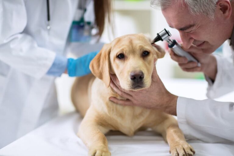 Vet examining for an aural hematoma in dog