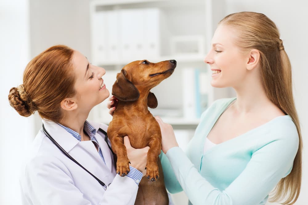 Preventing dog pregnancy