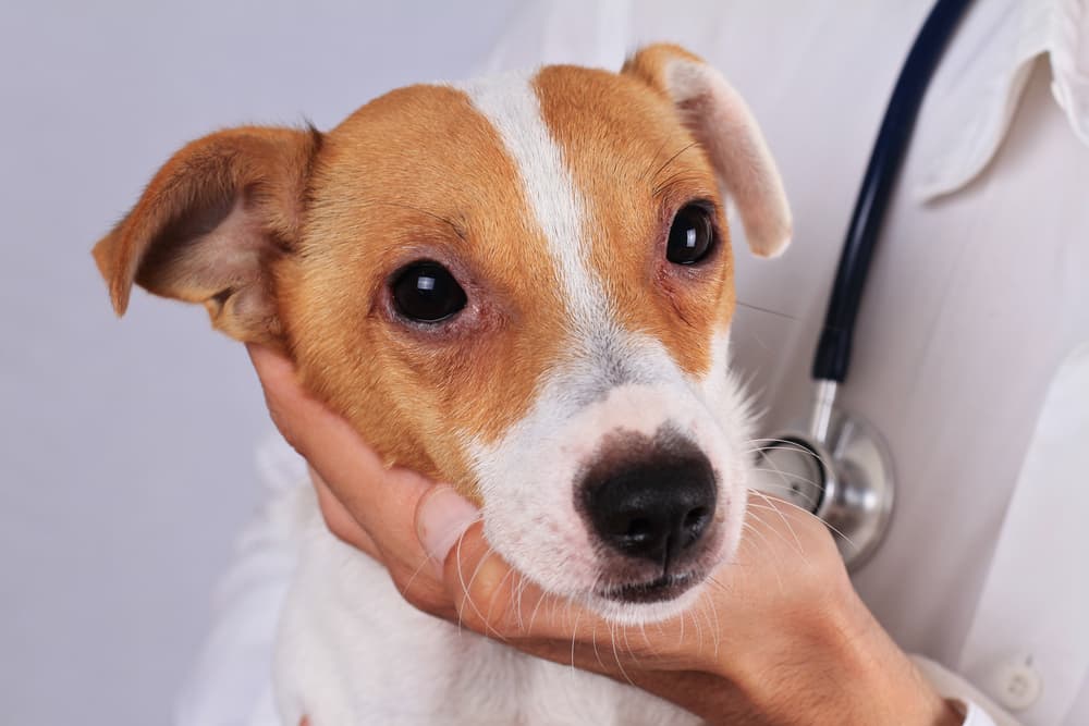 Possible causes of red eye in dogs