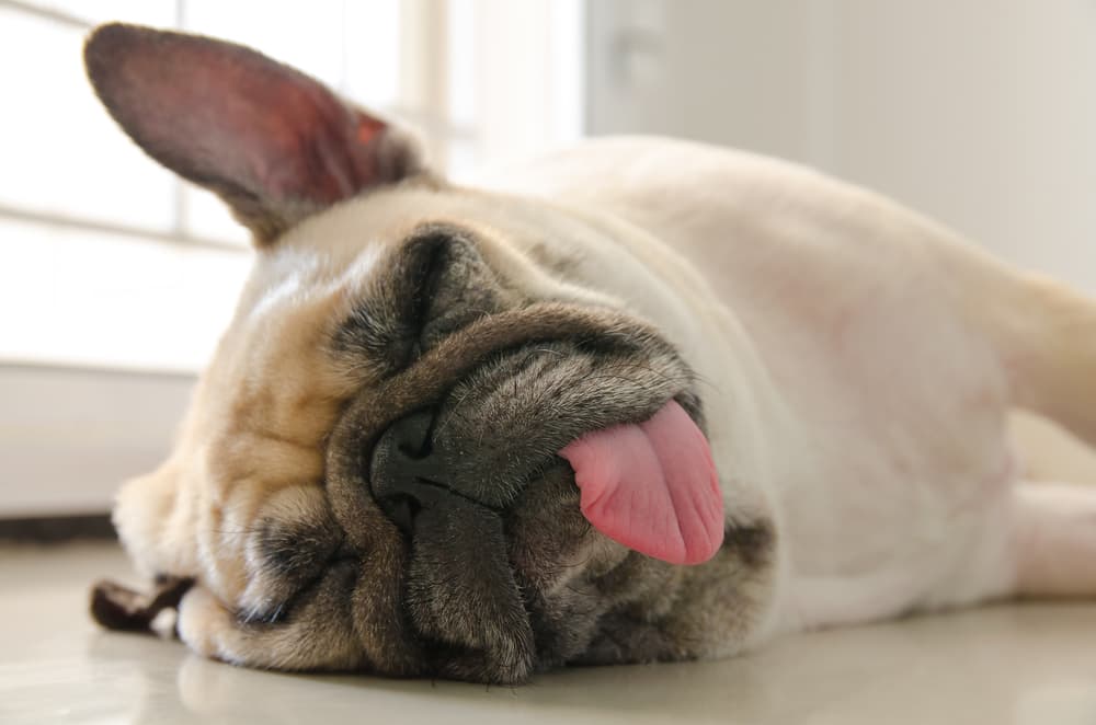 Dog having a seizure on floor