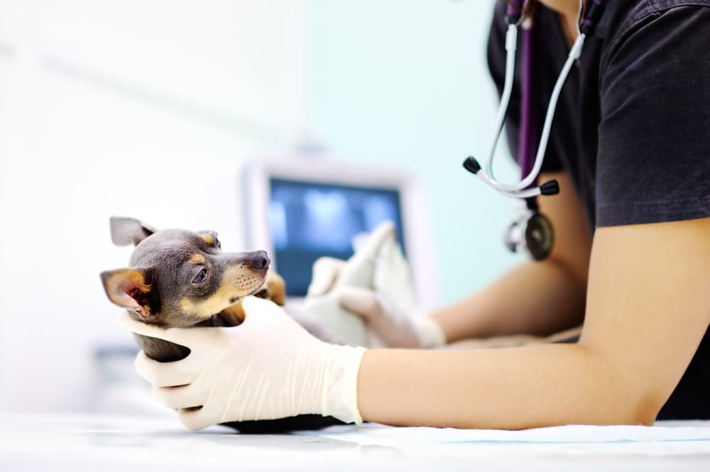 pregnant dog getting an ultrasound