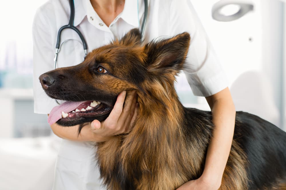 Veterinarian treating pica in a dog