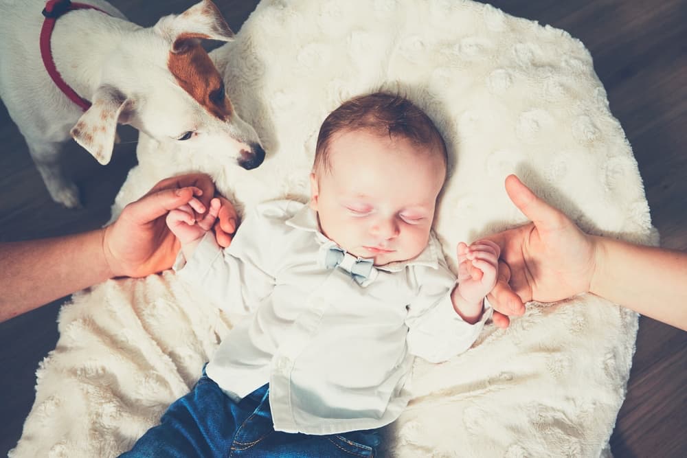 New babies can cause depression in dogs