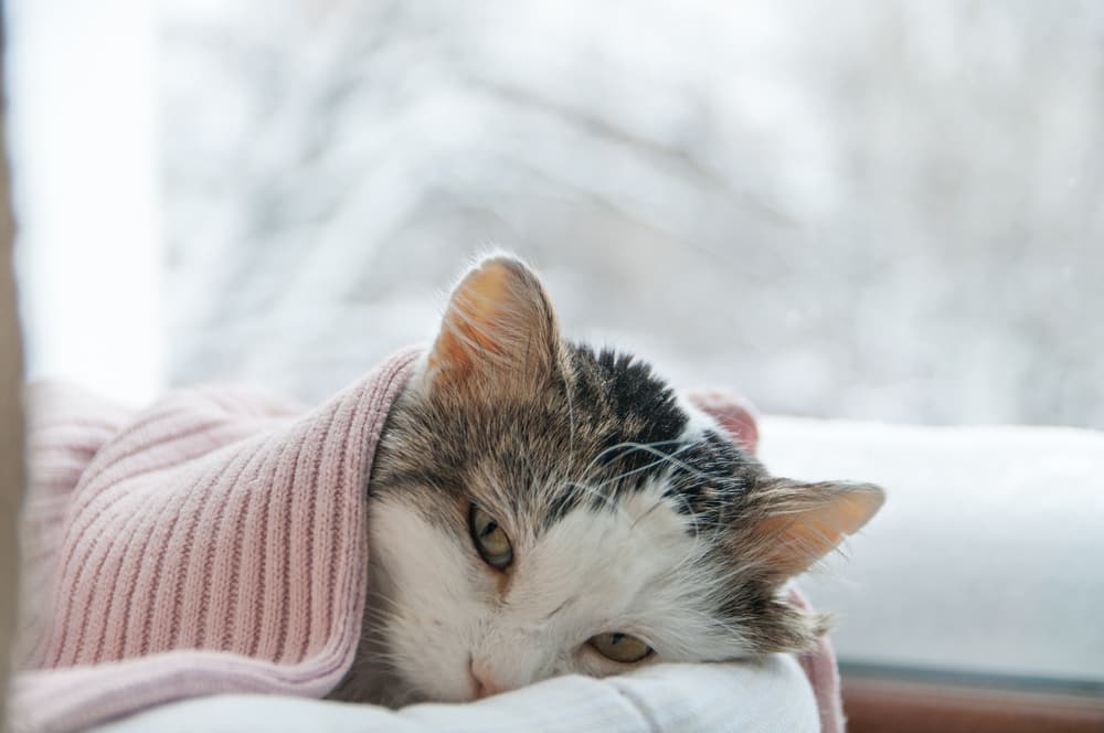 All About Cat Constipation