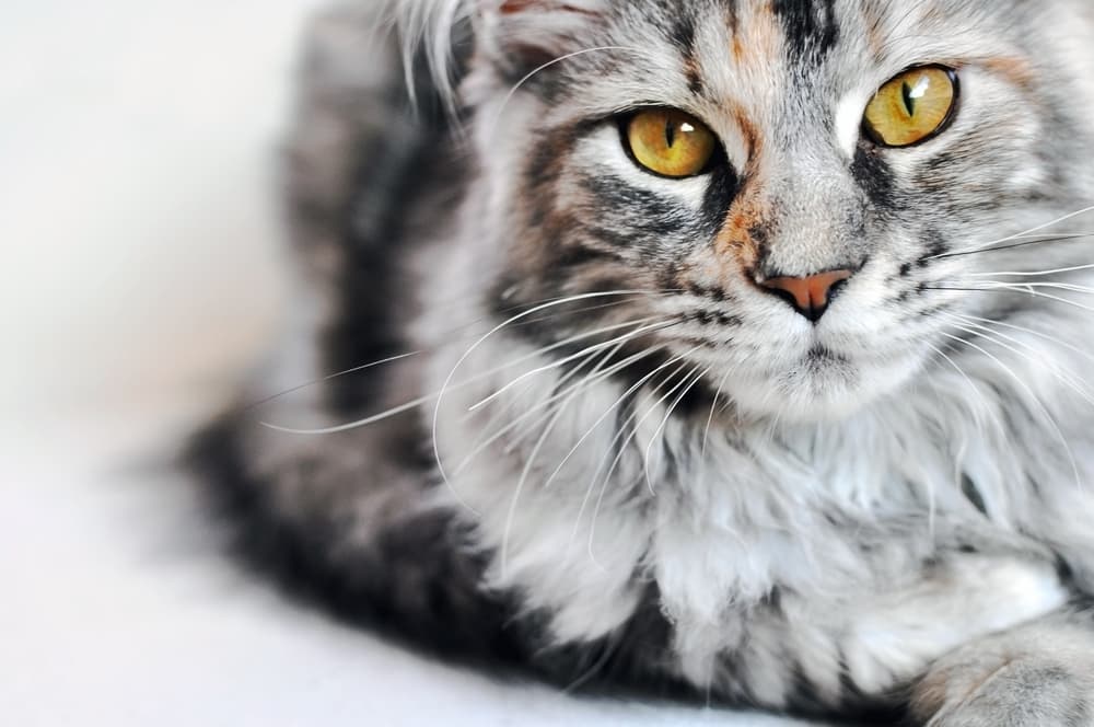 Preventing constipation in cats