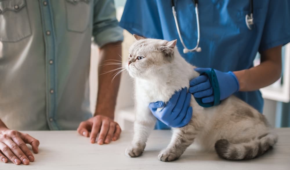 Veterinarian diagnosing diabetes in cats
