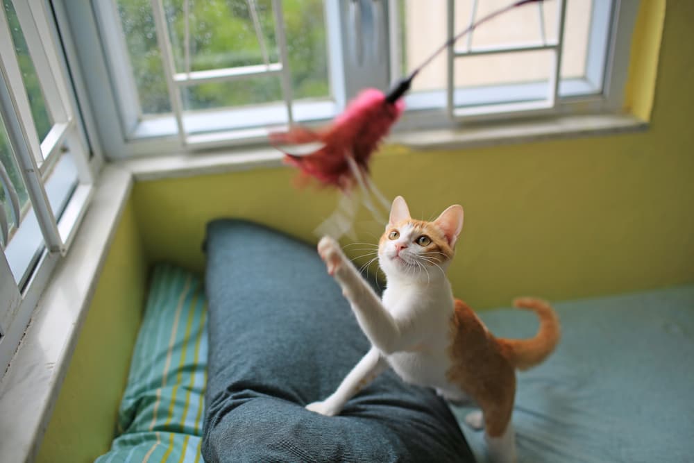 cat playing with toy