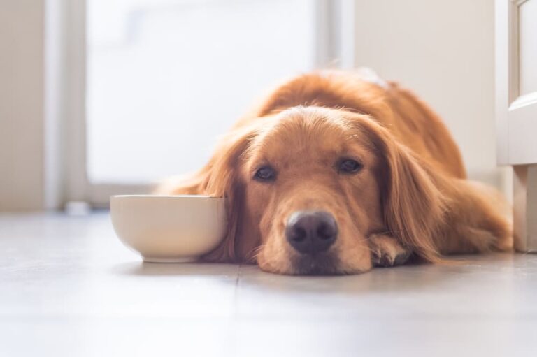 dog depression